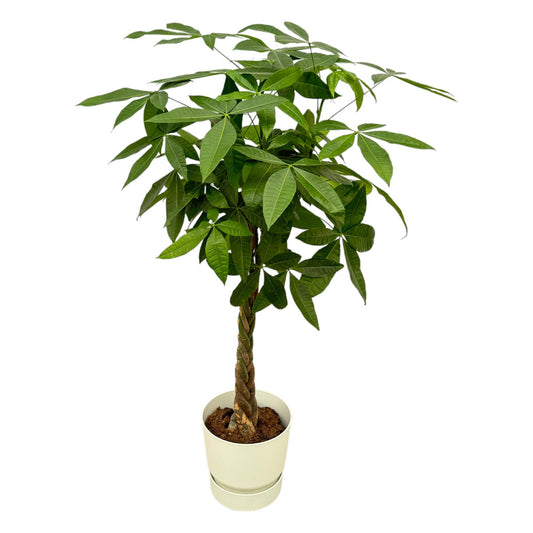 Pachira Aquatica + Elho Greenville Round wit | ↕160cm - Ø30