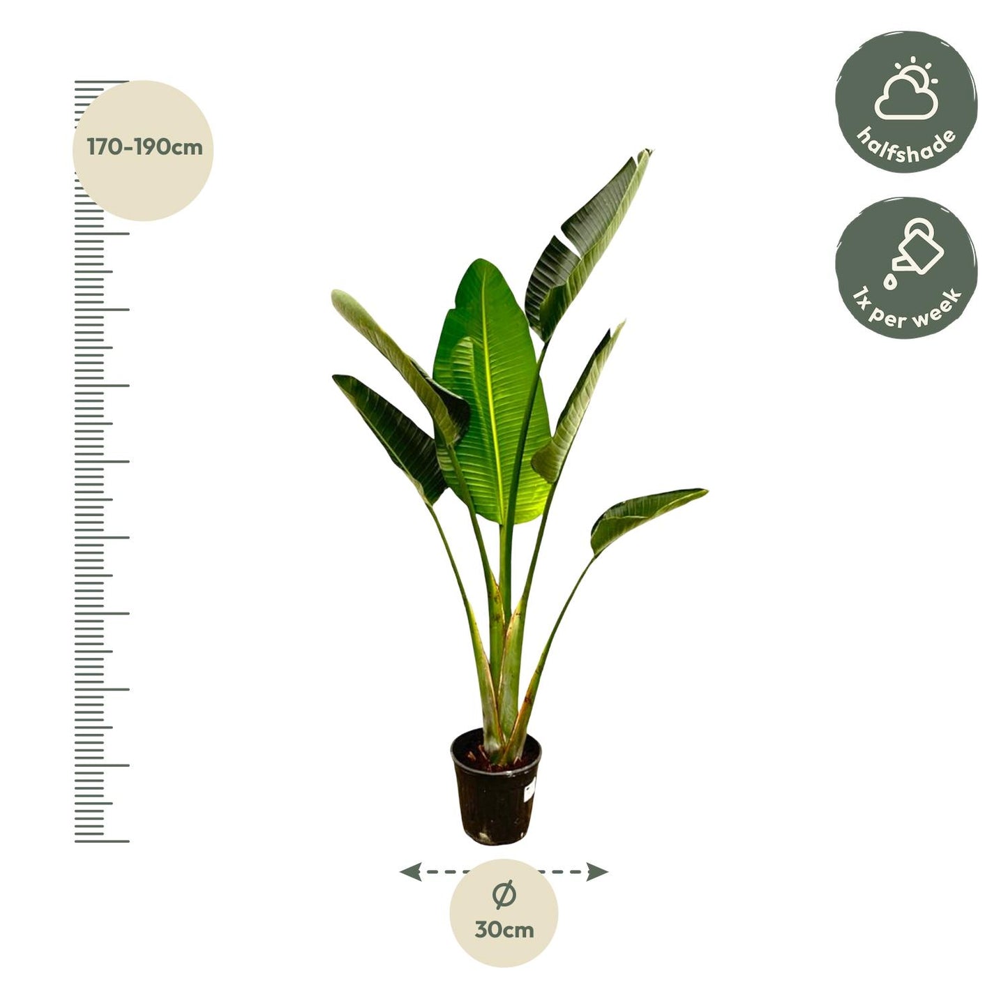 Strelitzia Augusta | ↕180cm - Ø30cm