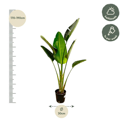 Strelitzia Augusta | ↕180cm - Ø30cm