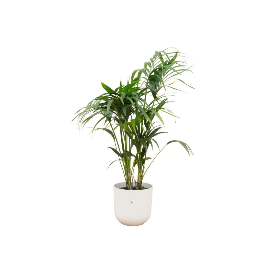 Kentia palm + Elho Jazz Round wit | Ø26 - ↕130 cm
