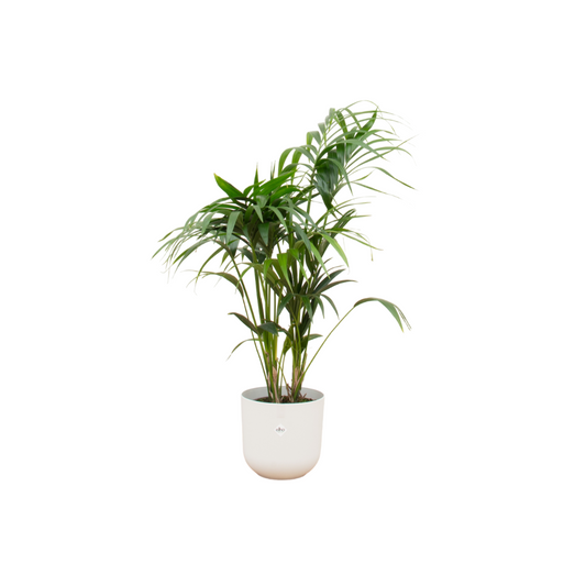 Kentia palm + Elho Jazz Round wit | Ø26 - ↕130 cm