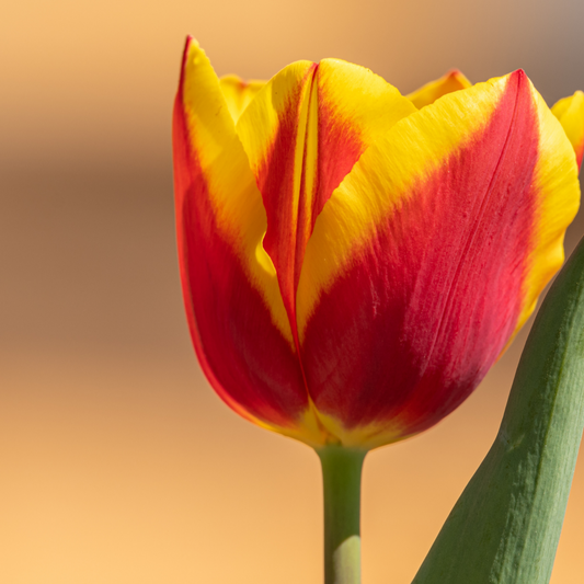 20x Tulpenbollen Dow Jones – Rood-Geel Gestreepte Tulp