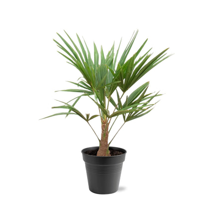 Trachycarpus Fortunei | ↕90-100cm - Ø21cm