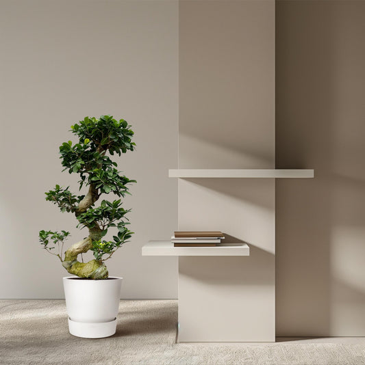 Ficus Microcarpa Ginseng | ↕80 cm - Ø24- 27cm