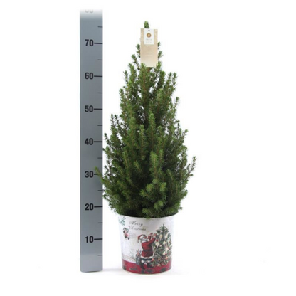 Kleine Kerstboom in Kerstmis sierpot - 70 cm - zonder decoratie