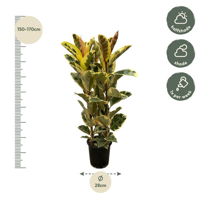 Ficus Elastica Tineke struik | ↕160 cm - Ø28cm