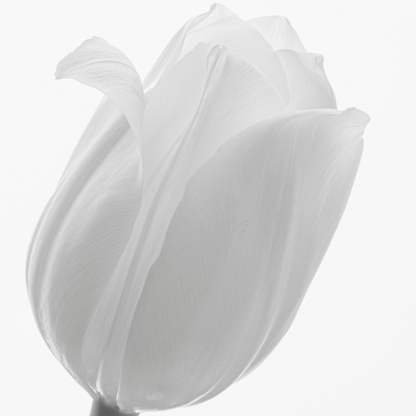 20x Tulpenbollen Catherina – Zuiver Witte Tulp