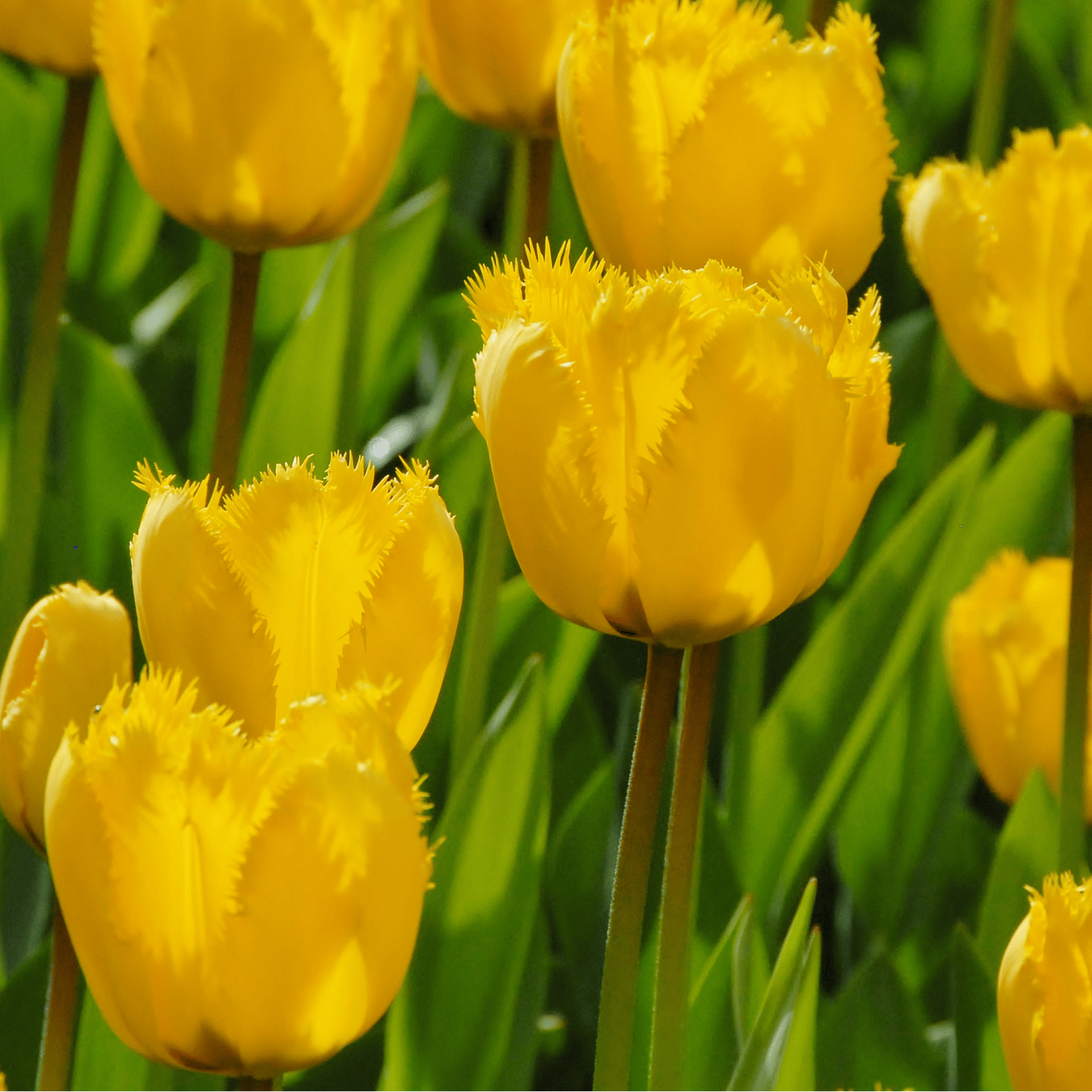 20x Tulpenbollen Sun Frillz – Gele Tulp met Kartelrand