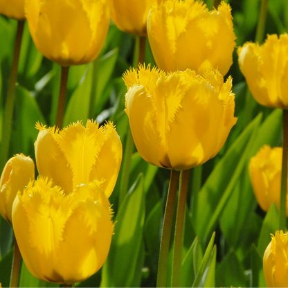 20x Tulpenbollen Sun Frillz – Gele Tulp met Kartelrand
