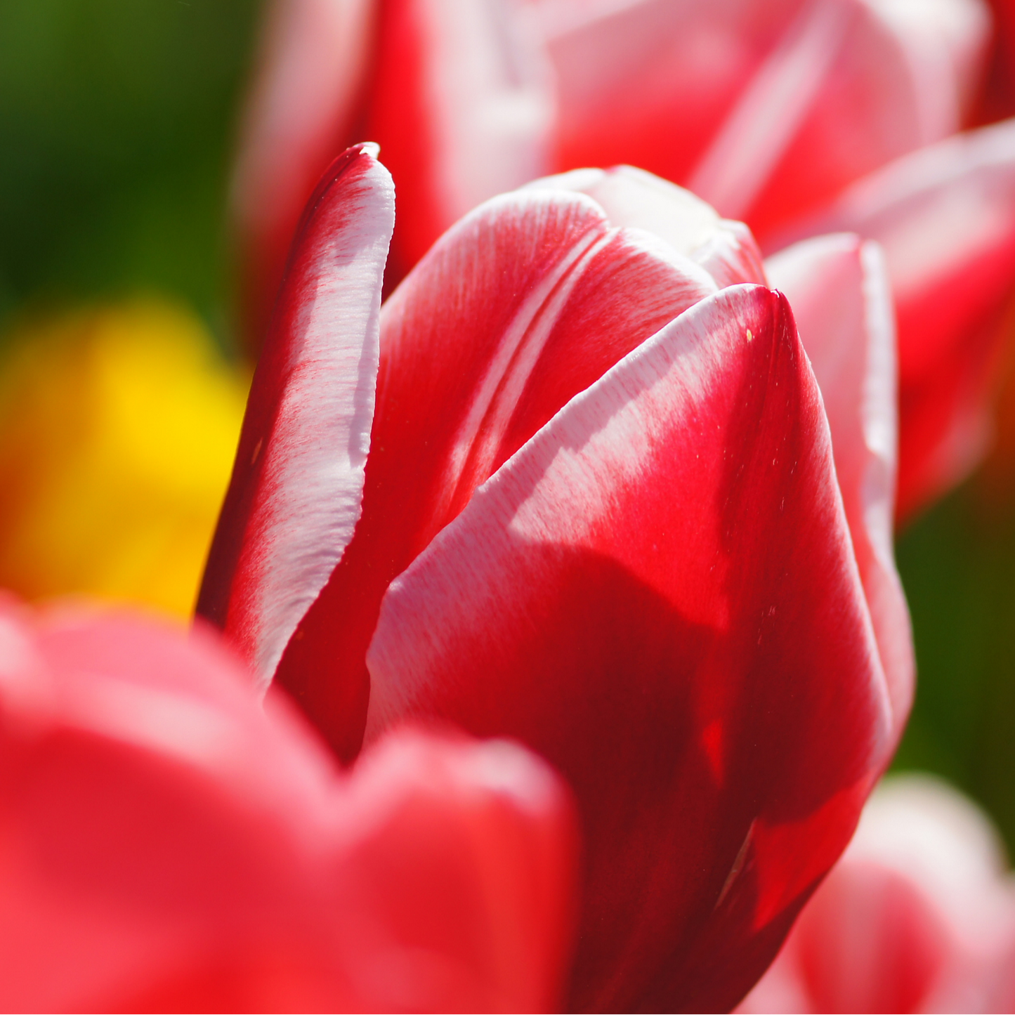 20x Tulpenbollen Candy Apple Delight – Rood-Witte Tulp