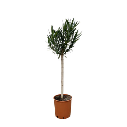 Nerium Oleander op stam met roze bloem | ↕170cm - Ø30cm