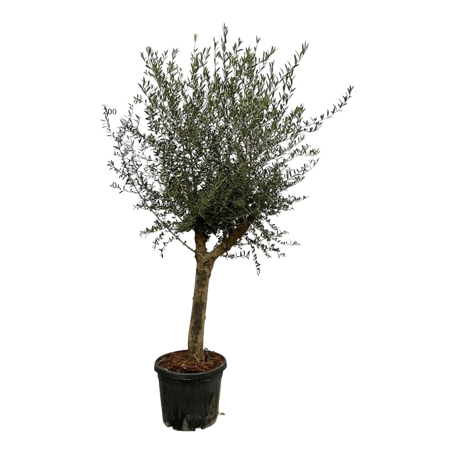 Olea Lorc | ↕200 cm - Ø45cm