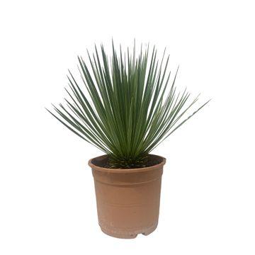 Yucca Rostrata | ↕60 cm - Ø24cm