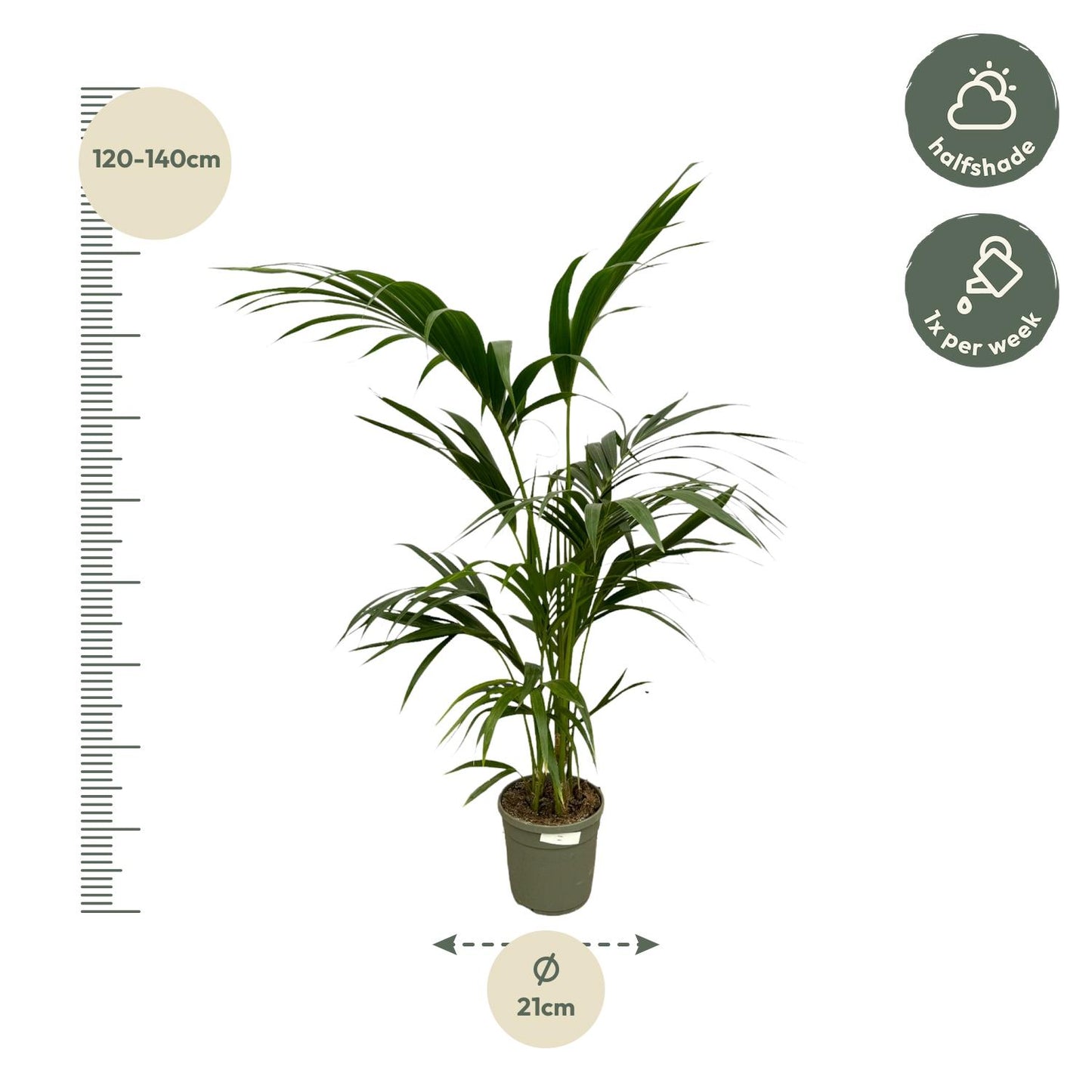 Kentia Palm | ↕130 cm - Ø21cm