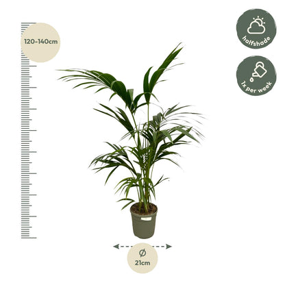 Kentia Palm | ↕130 cm - Ø21cm