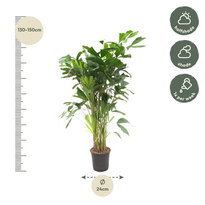 Caryota Mitis | ↕160 cm - Ø24cm