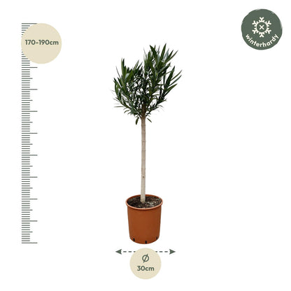 Nerium Oleander op stam met roze bloem | ↕170cm - Ø30cm