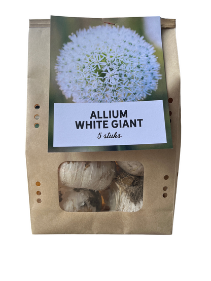 5x White Giant - Allium bollen