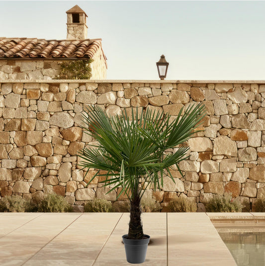 Trachycarpus Fortuneii | ↕160-180cm - Ø30cm
