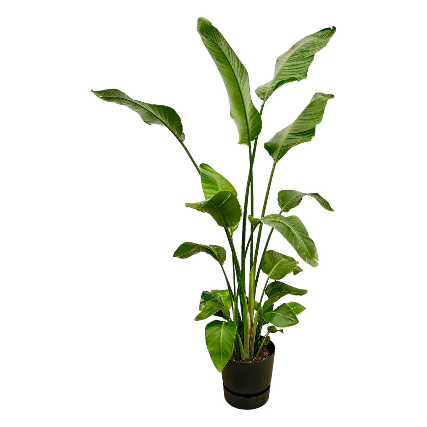 Strelitzia Nicolai + Elho Greenville Round zwart | Ø30 - ↕180 cm