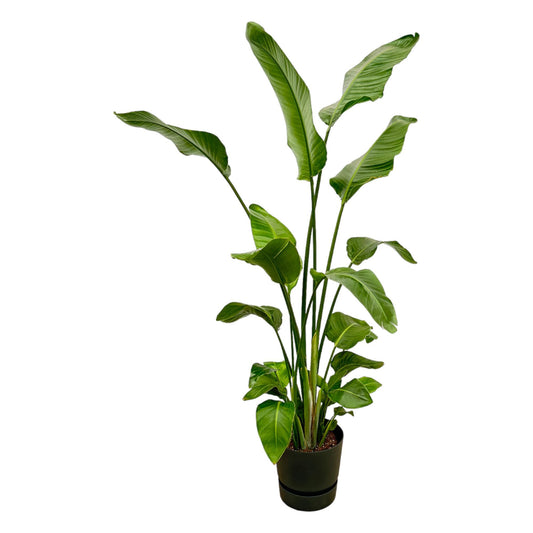 Strelitzia Nicolai + Elho Greenville Round zwart | Ø30 - ↕180 cm