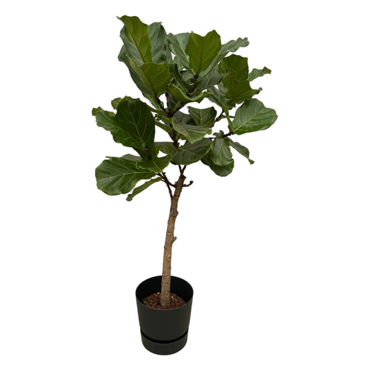 Ficus Lyrata stam + Elho Greenville Round zwart | ↕160 cm - Ø30