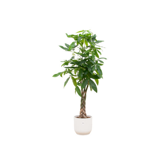 Pachira Aquatica + Elho Vibes Fold Round wit | Ø30 - ↕150 cm