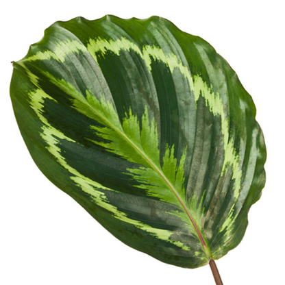 Calathea Medallion | ↕80 cm - Ø24cm