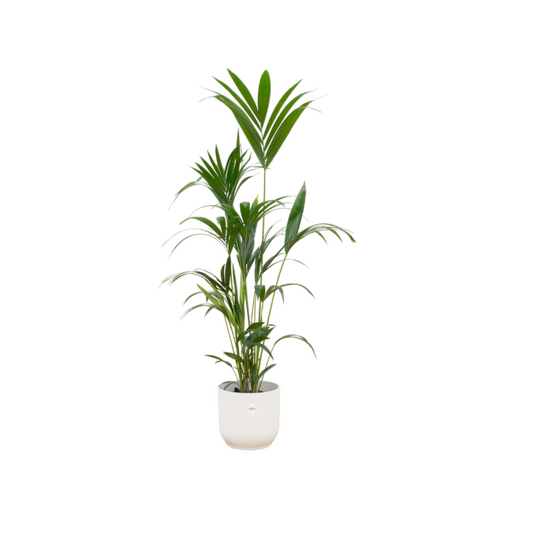 Kentia palm + Elho Vibes Fold Round wit | Ø30 - ↕160 cm