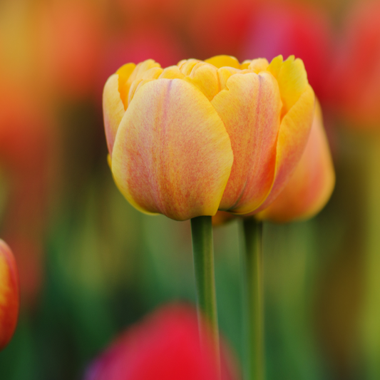 20x Tulpenbollen Icoon – Oranje Dubbelbloemige Tulp