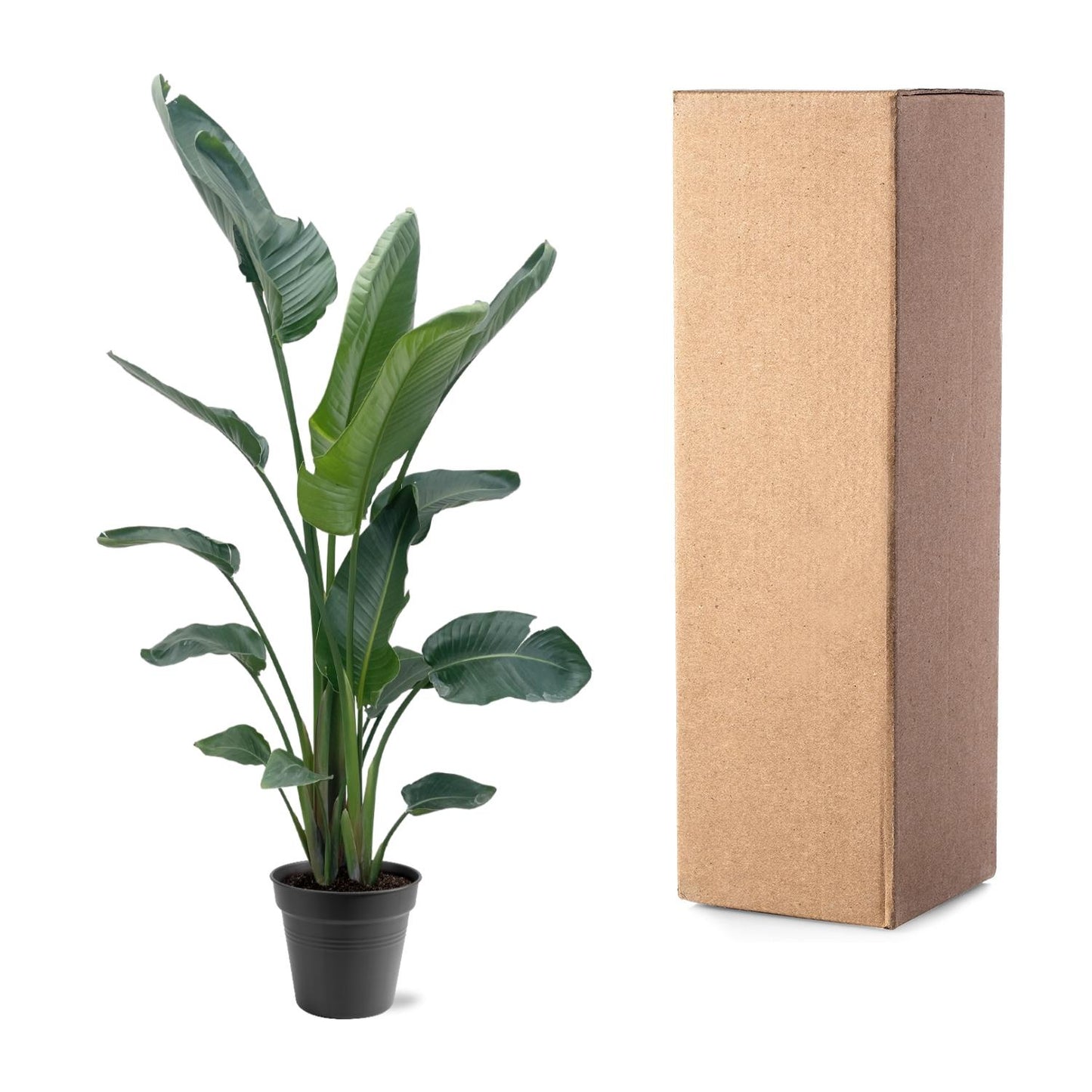 Strelitzia Nicolai XXL | ↕190 - 225 cm - Ø27-30cm