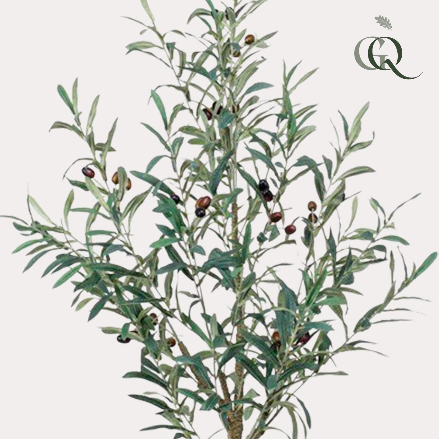 Olea europaea - Olijfboom | ↕115 cm - Kunst Olijfboom