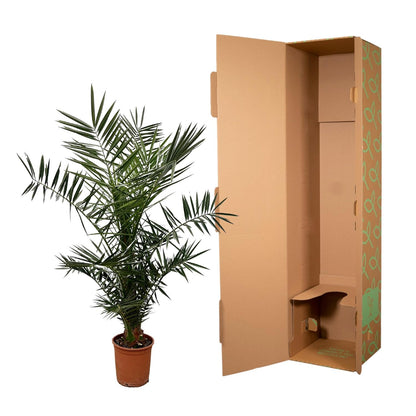 Phoenix Canariensis - 140cm hoog- 21cm doorsnede