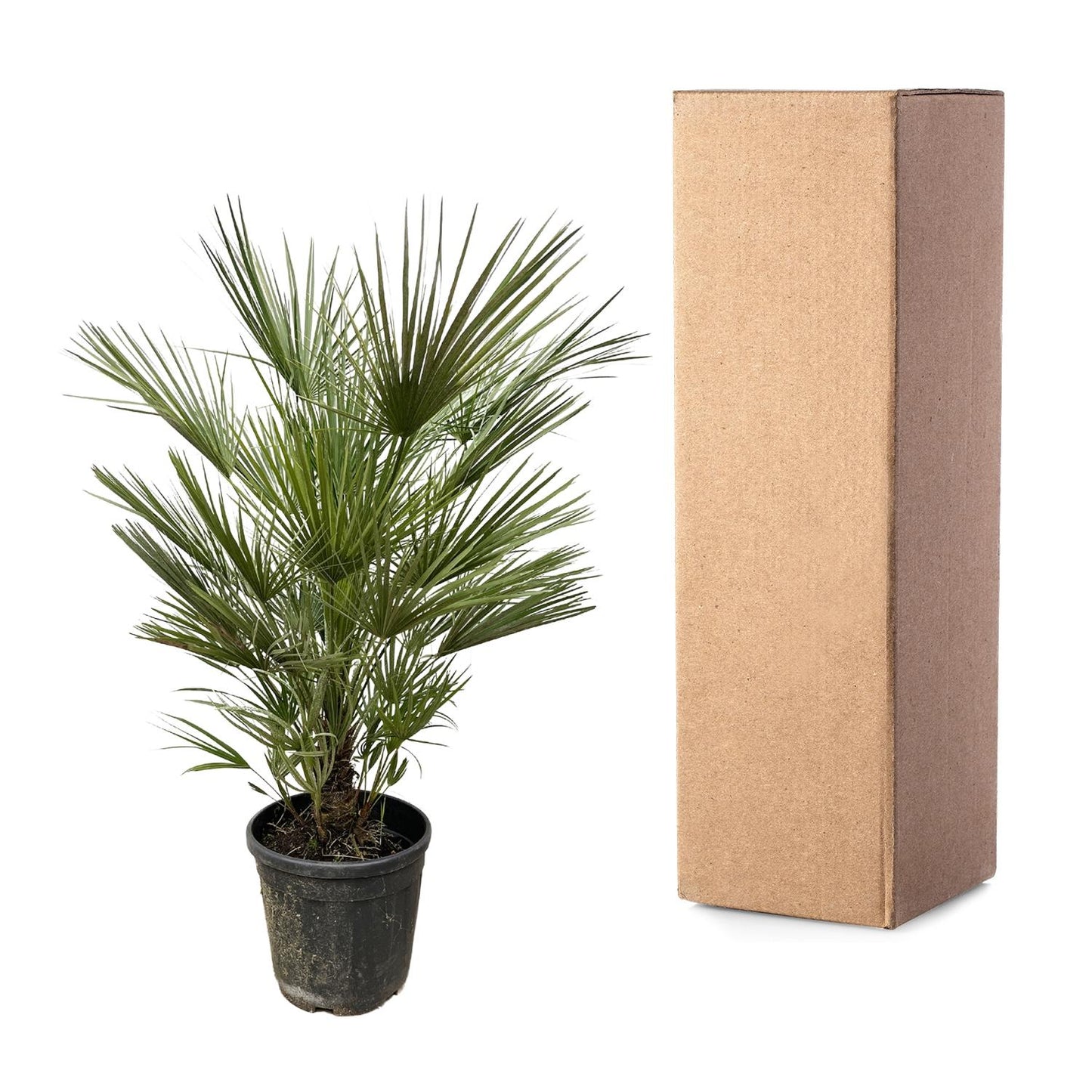 Chamaerops Humilis - 150cm hoog - 30cm doorsnede