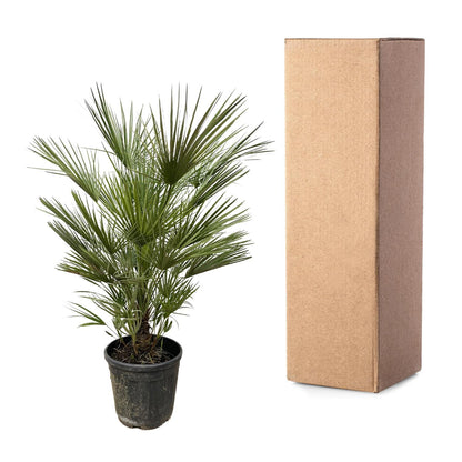 Chamaerops Humilis - 150cm hoog - 30cm doorsnede