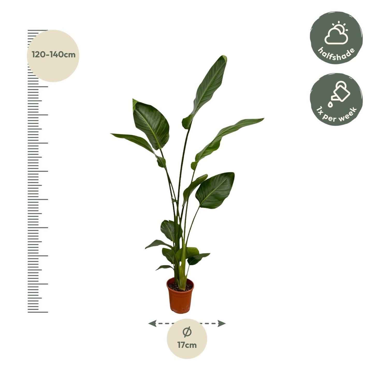 2x Strelitzia Nicolai | ↕130 cm - Ø17cm