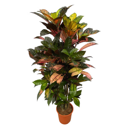 Codiaeum (Croton) Iceton vertakt | ↕120 cm - Ø24cm