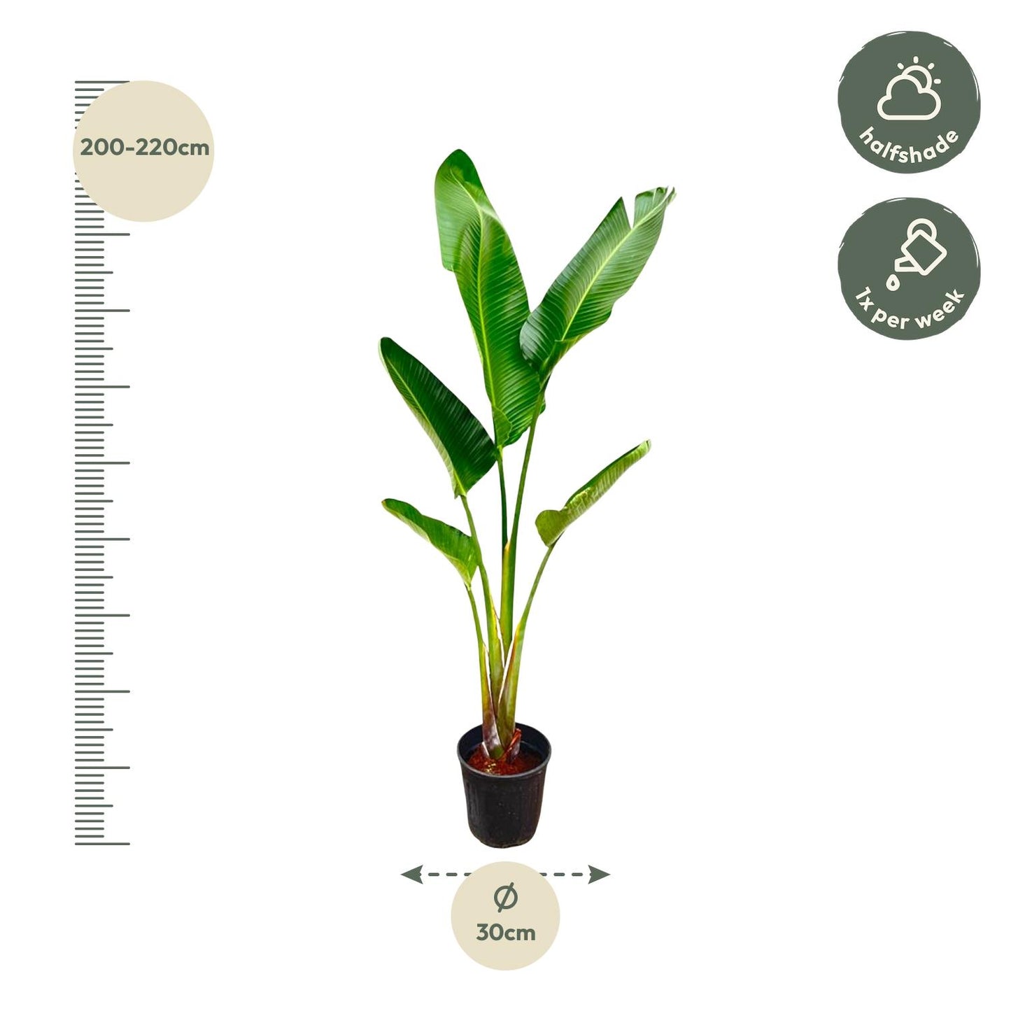 Strelitzia Augusta | ↕220cm - Ø30cm