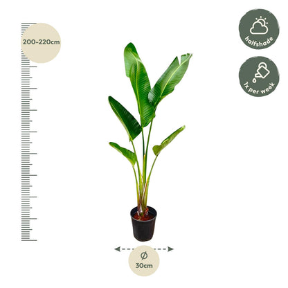 Strelitzia Augusta | ↕220cm - Ø30cm