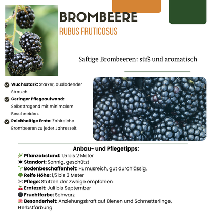 3 x Biologische bramenplanten - Ø 13 cm - ↨ 20 cm