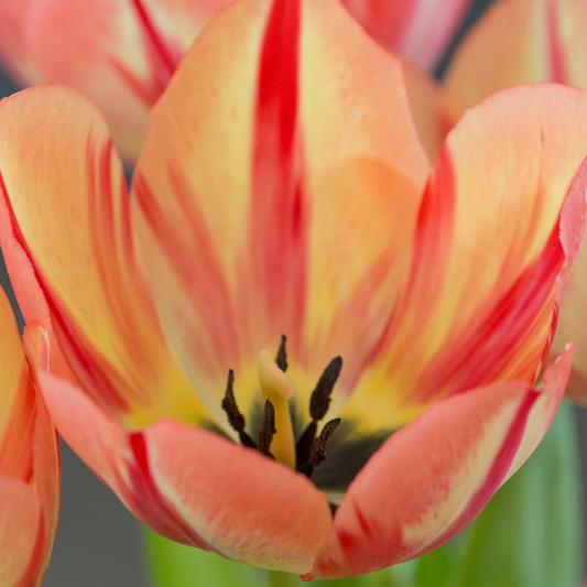 20x Tulpenbollen Spring Break – Rood-Oranje Tulp