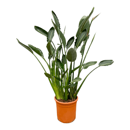 Strelitzia Reginae XL | ↕160cm - Ø30cm