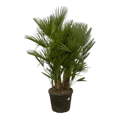 Chamaerops Humilis multi stam | ↕160 - 180 cm - Ø45cm