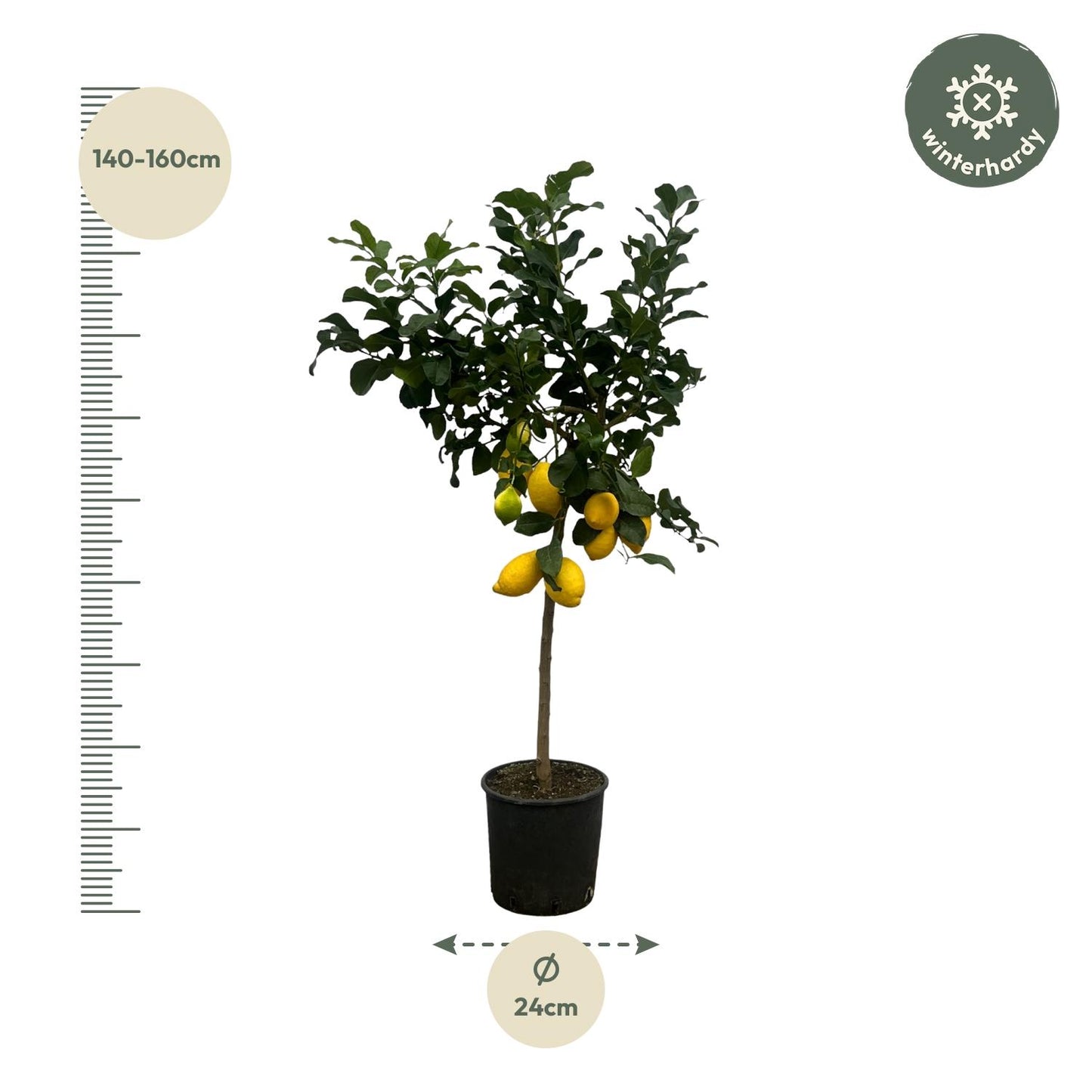 Citrus Lemon (Citroenboom) | ↕150 cm - Ø24cm
