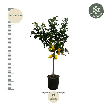 Citrus Lemon (Citroenboom) | ↕150 cm - Ø24cm