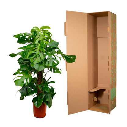 Monstera Deliciosa XXL | ↕150cm - Ø27 cm