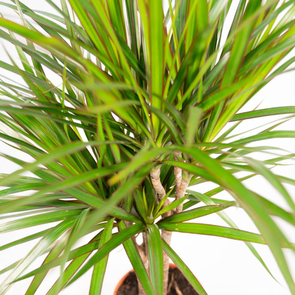 Dracaena - 120cm hoog - 21cm doorsnede + Dracaena - 70cm hoog - 17cm doorsnede