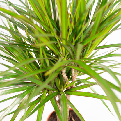 Dracaena - 120cm hoog - 21cm doorsnede + Dracaena - 70cm hoog - 17cm doorsnede