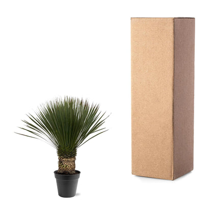 Yucca Rostrata | ↕80 - 100cm - Ø38cm