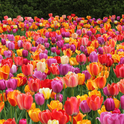 20x Tulpenbollen Mix – Kleurrijke Tulpenmix